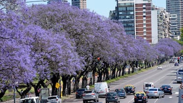 Los árboles más antiguos de la Ciudad de Buenos Aires: un recorrido por los históricos 5 ejemplares que siguen en pie