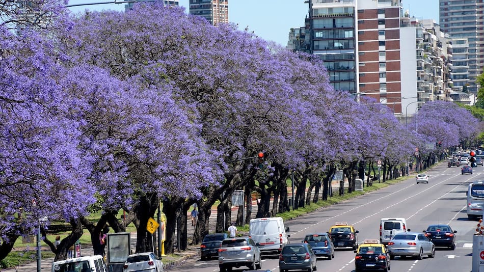 Árboles en la Ciudad de Buenos Aires.