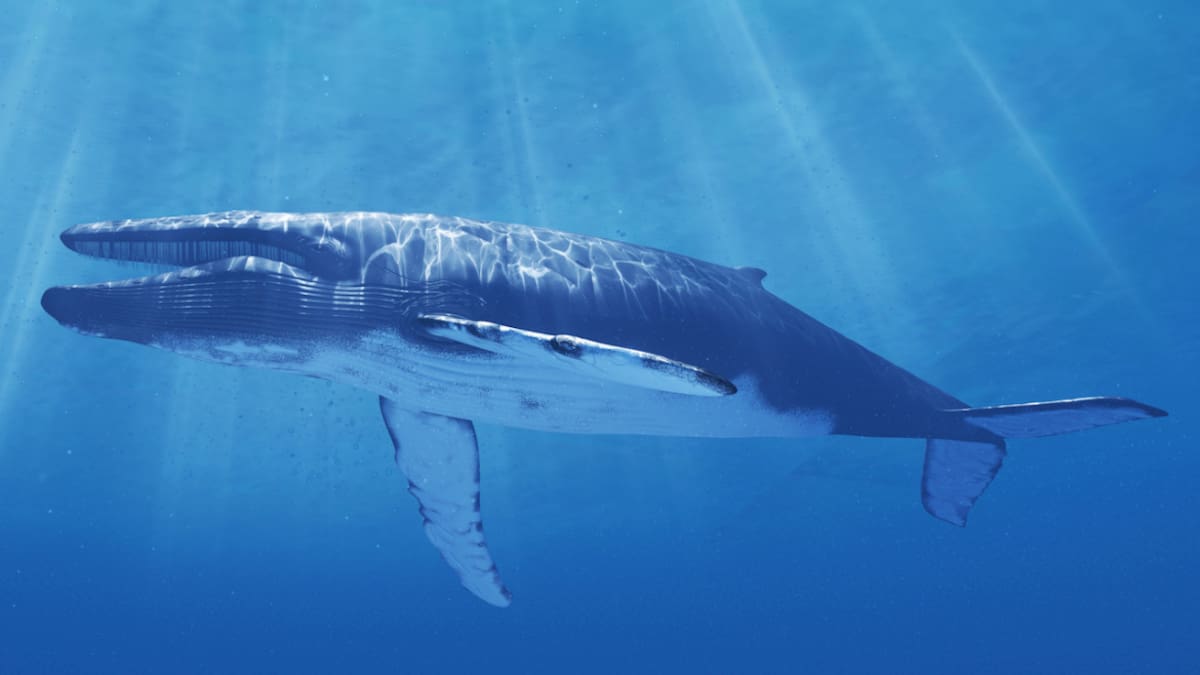 La longitud corporal promedio es de 25 metros en los machos y 27 metros en las hembras. Foto: National Geographic.