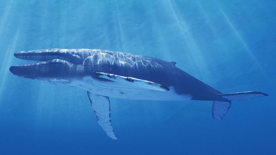 La longitud corporal promedio es de 25 metros en los machos y 27 metros en las hembras. Foto: National Geographic.