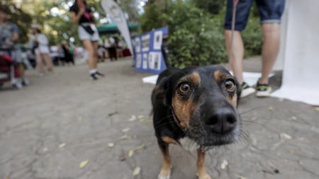 Tolerancia 0 contra el maltrato animal: el país pionero de Sudamérica en lanzar un registro nacional de agresores que facilitará las condenas