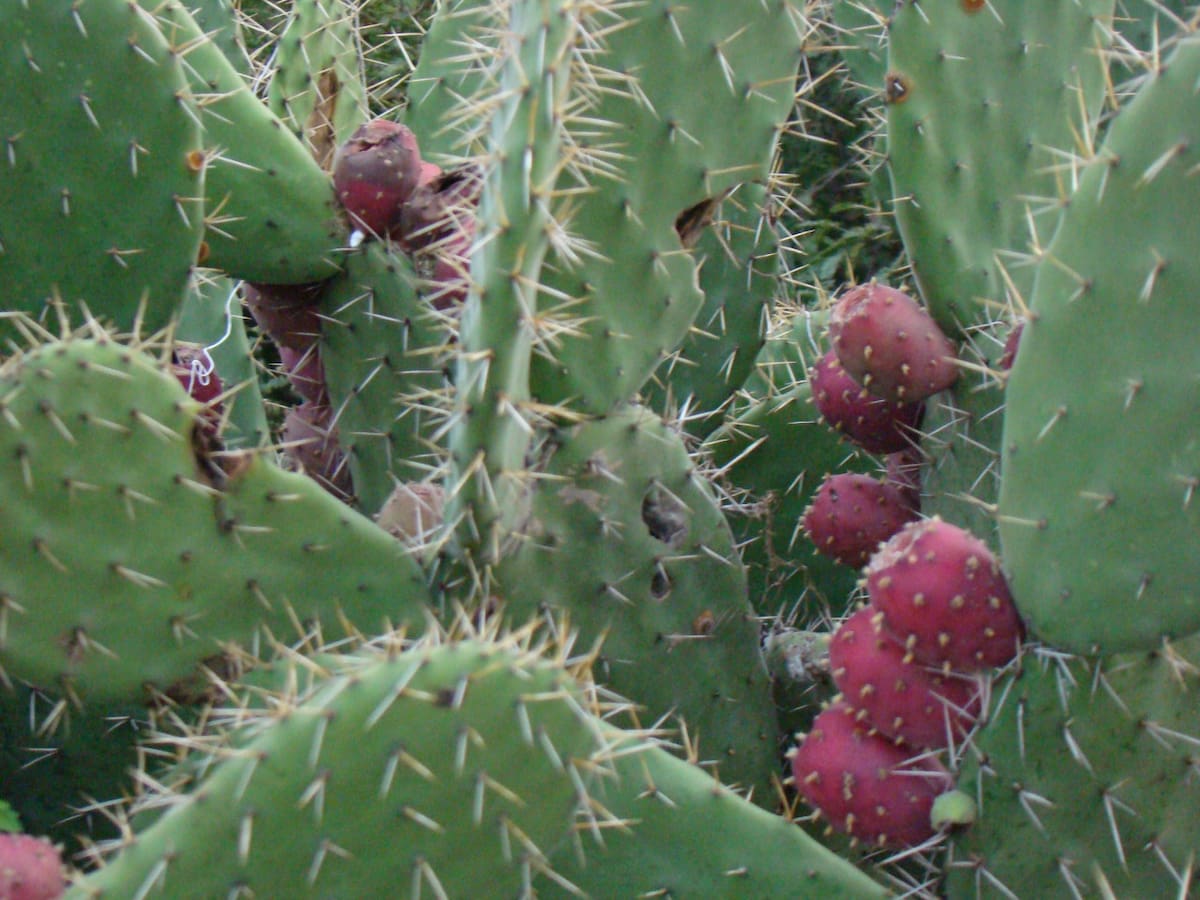 El fruto de tuna. Foto: Wikipedia.