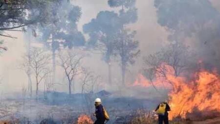 Tragedia ambiental en Misiones: intencionales incendios afectaron el Parque Provincial de la Araucaria