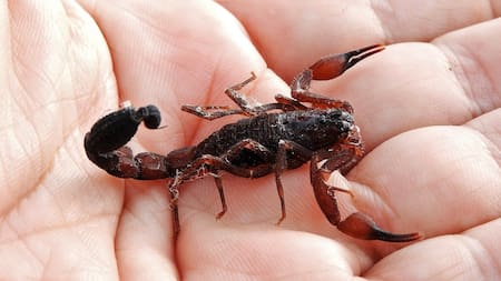 Precauciones ante las altas temperaturas: qué hacer ante la aparición de un alacrán