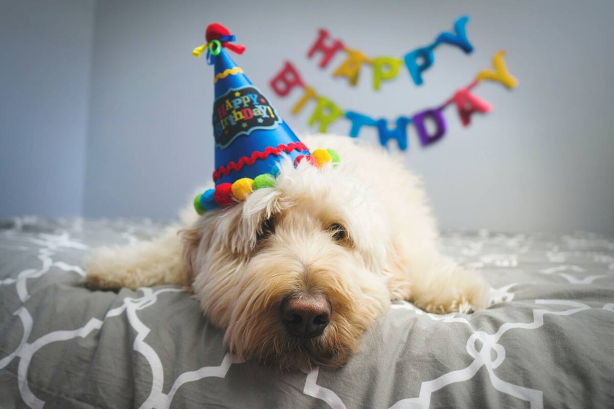 Edad de los perros. Foto: Unsplash.
