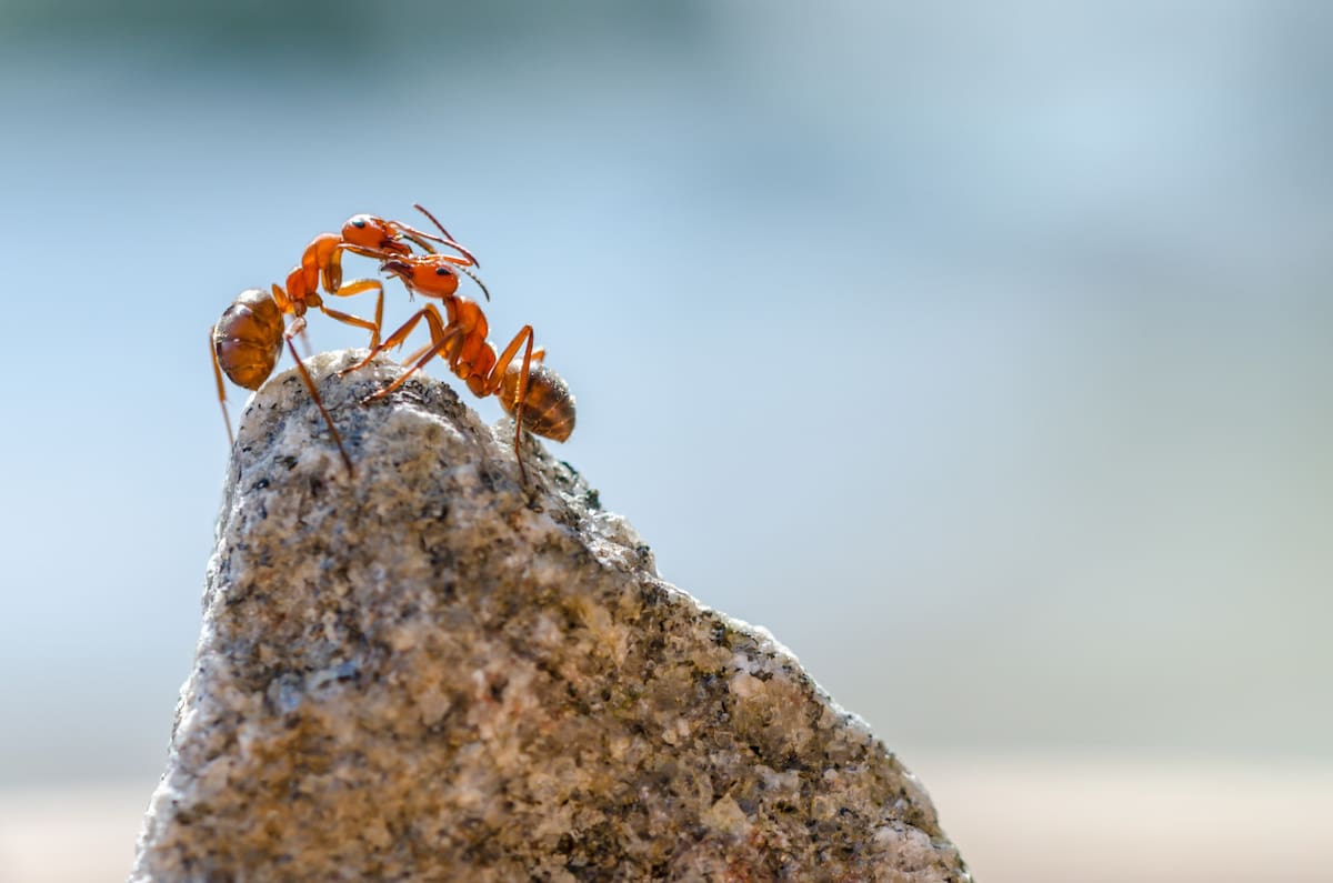 Hormiga. Foto: Freepik.