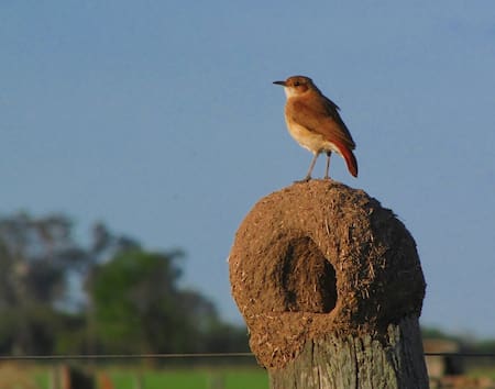 Hornero. Foto: ArgentiNat.