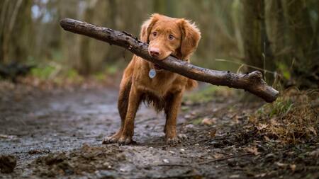 Perros. Foto: Unsplash
