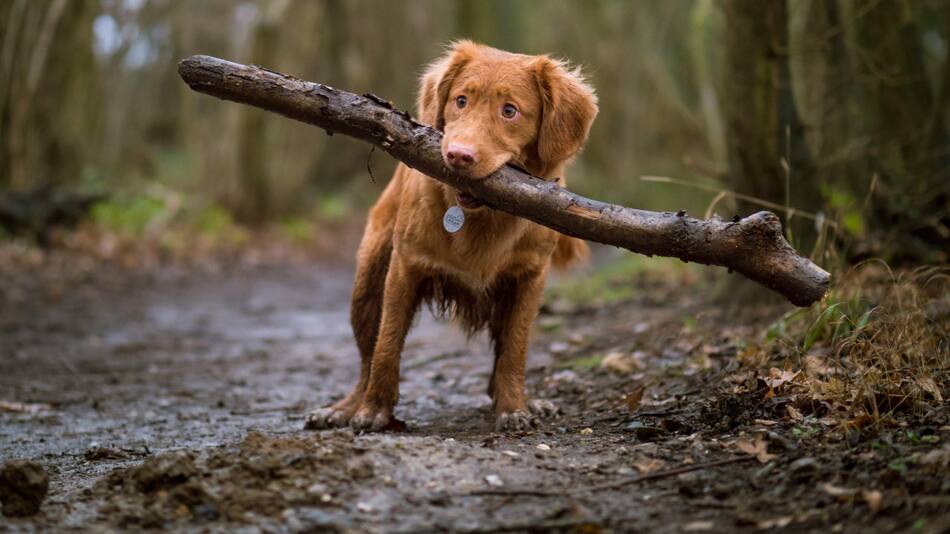 Perros. Foto: Unsplash