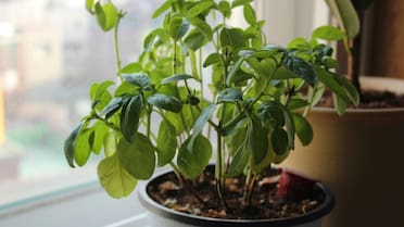 Frescura, color y bienestar: cinco plantas aromáticas ideales para tener en casa y cómo cuidarlas