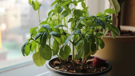 ¿Cómo cuidar bien de nuestras plantas en verano? Foto: Unsplash.