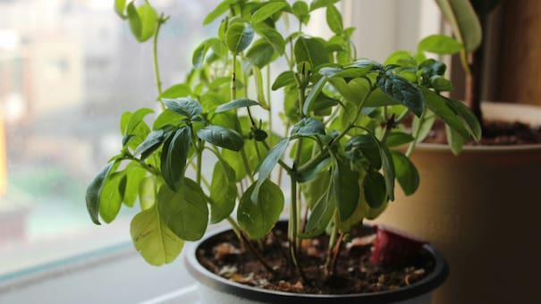 Frescura, color y bienestar: cinco plantas aromáticas ideales para tener en casa y cómo cuidarlas