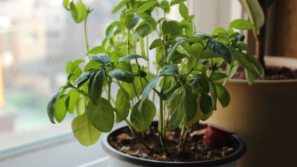 ¿Cómo cuidar bien de nuestras plantas en verano? Foto: Unsplash.