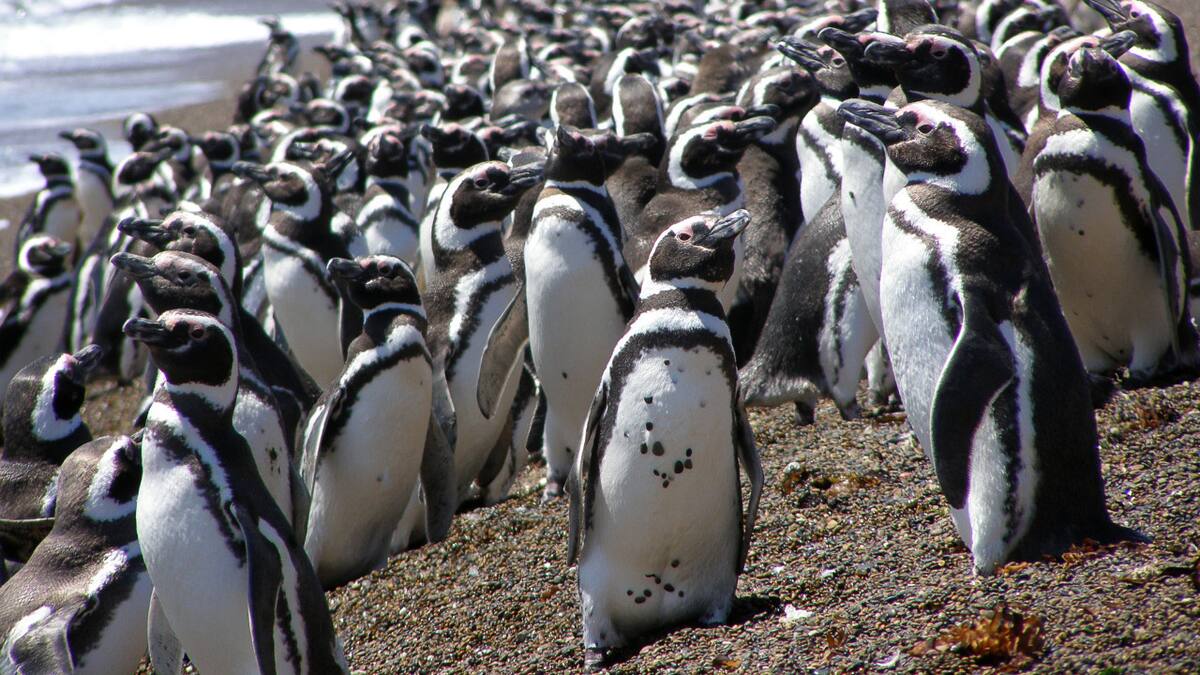 Pingüinos de Magallanes en La Armonia. Foto: Victoria Zavattieri - WCS Argentina