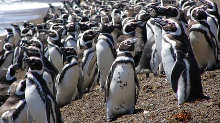 Rescatar y cuidar pingüinos varados en las playas de Buenos Aires: cómo anotarse para ser voluntario