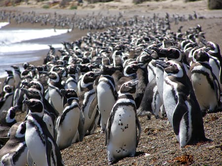 Pingüinos de Magallanes en La Armonia. Foto: Victoria Zavattieri - WCS Argentina