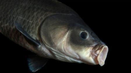 Pez búfalo. Foto: Twitter