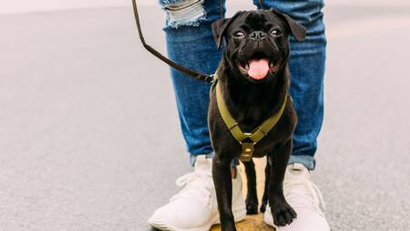 Pasear al perro. Foto: Unsplash