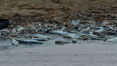Más de 100 delfines murieron en un río de la Amazonía brasileña. Foto: Instituto Mamirauá