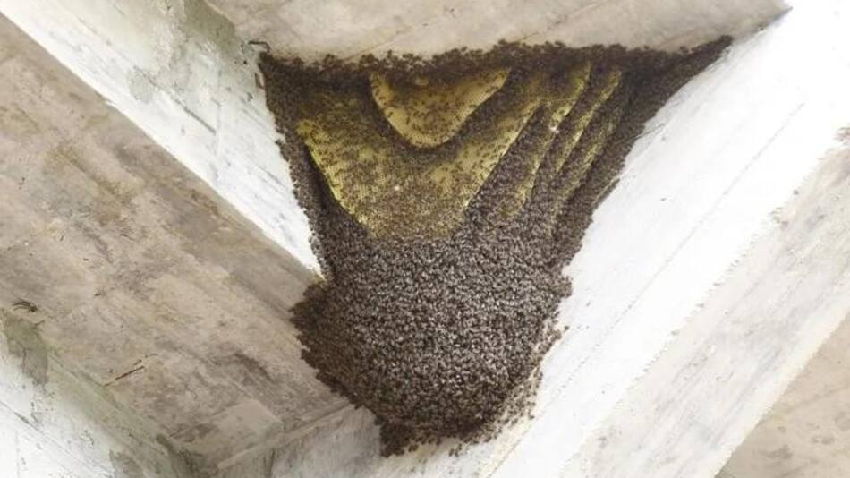 Invasión de abejas obligó a suspender el partido entre las reservas de Central Córdoba y Estudiantes, Santiago del Estero