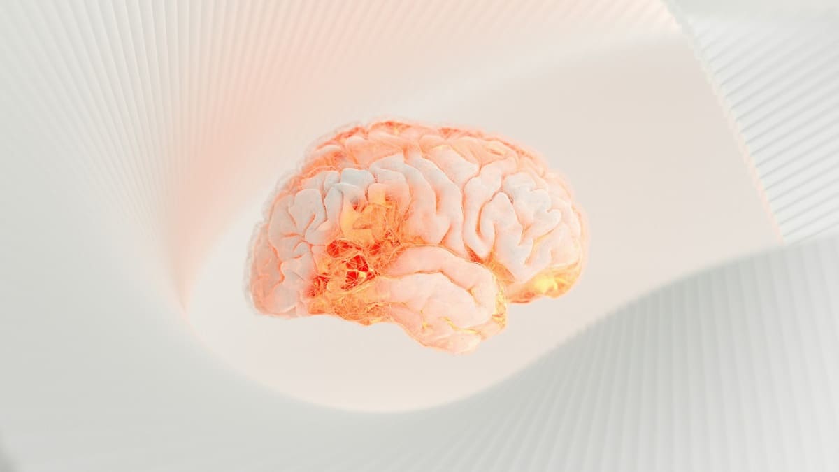 Cerebro. Foto: Unsplash.