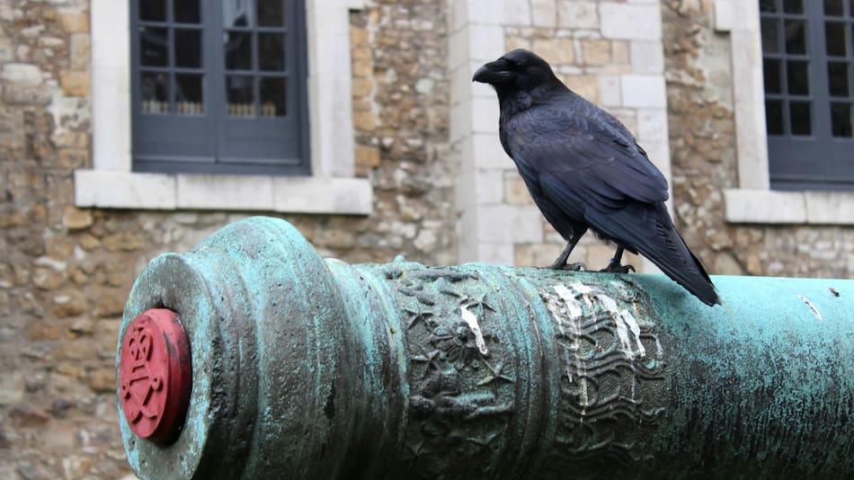 Un cuervo en la Torre de Londres. Foto: Wikipedia.
