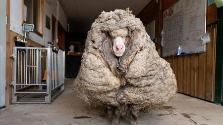 Oveja con 35 kilos de lana