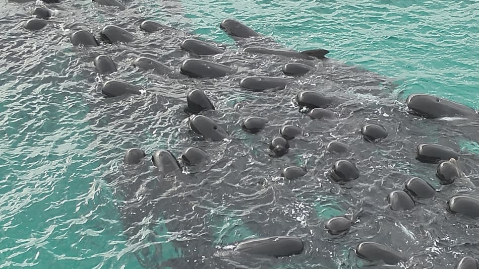 Murieron ballenas en Australia. Foto: EFE.