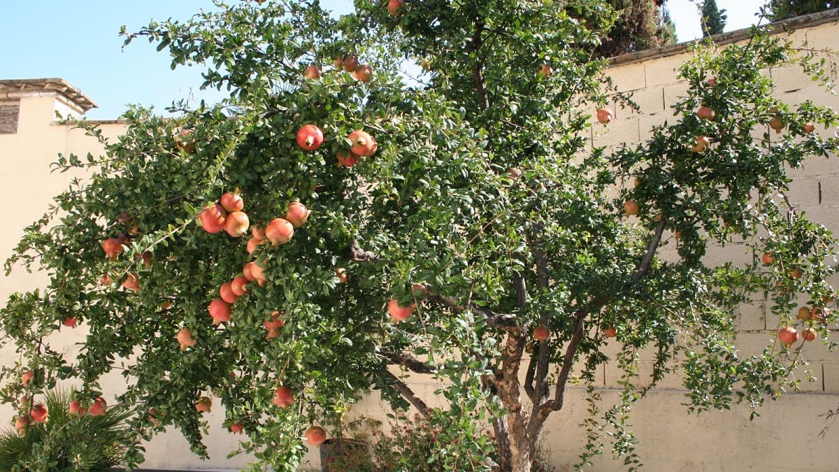 No es el limonero ni el naranjo: el árbol frutal que es ideal para el jardín de tu casa y requiere pocos cuidados