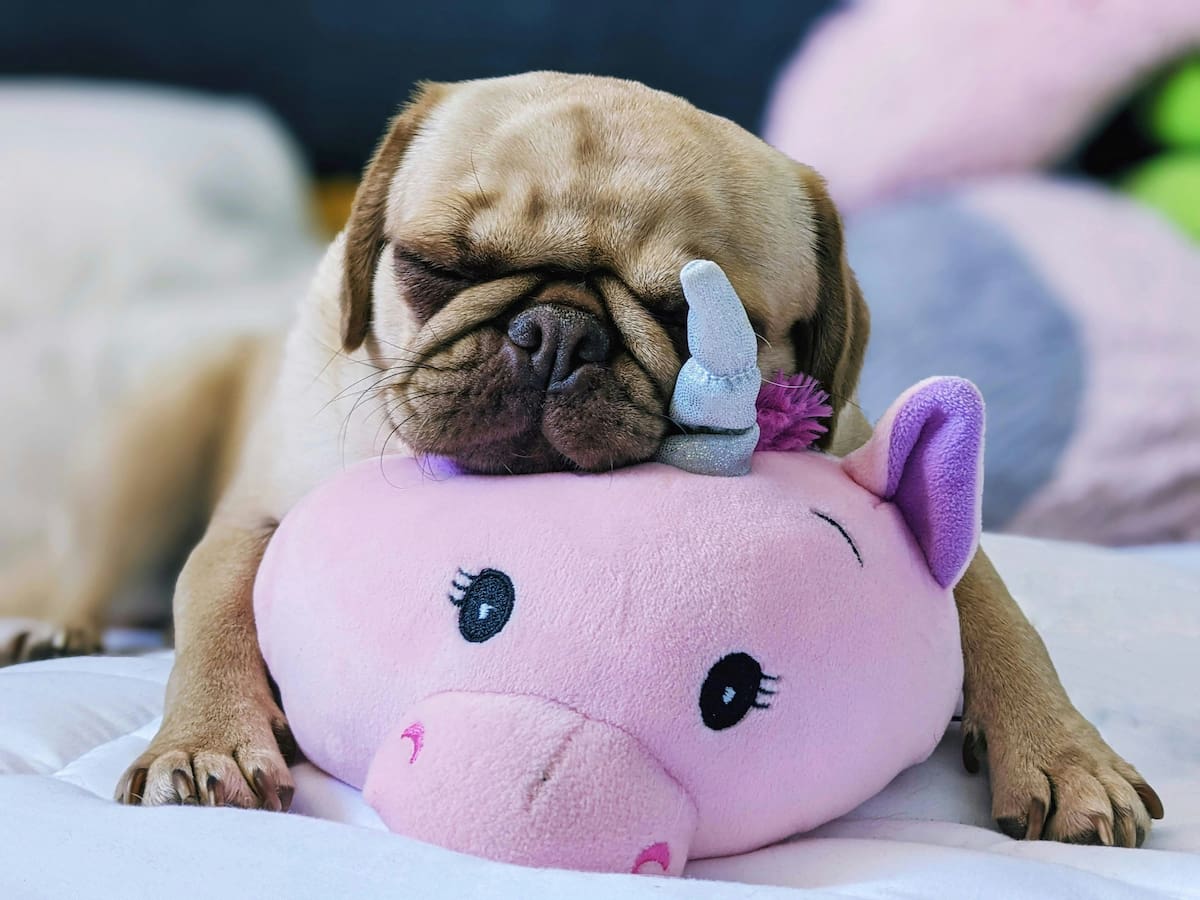 Los veterinarios advierten que los ronquidos del pug no siempre son normales.