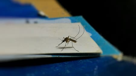 Mosquitos. Foto: Unsplash