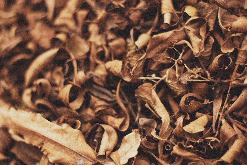 Hojas secas. Foto: Unsplash.