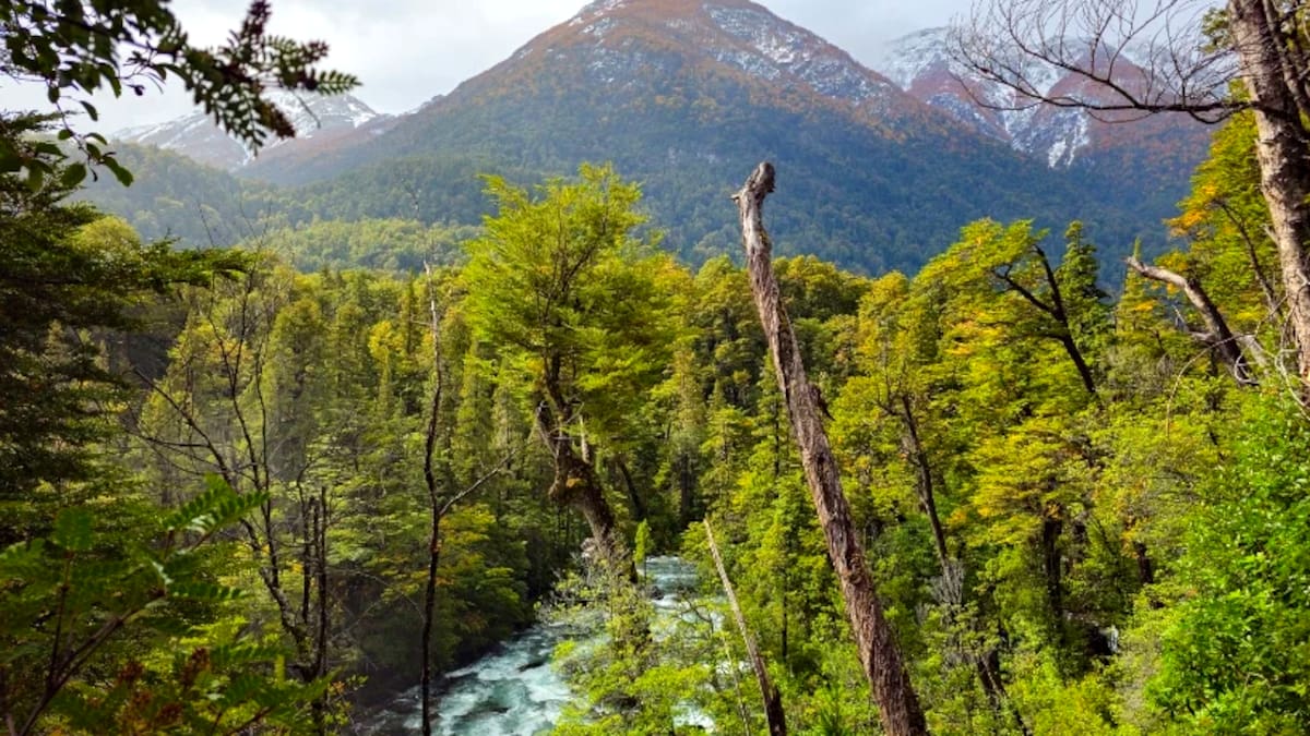 Bosque milenario en Chubut