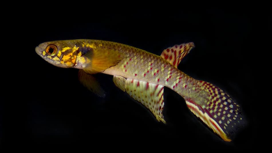 Redescubren un pez considerado extinto hace 20 años.