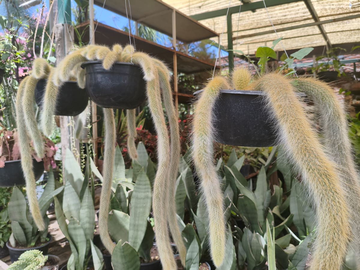 Cómo cuidar el cactus cola de mono.