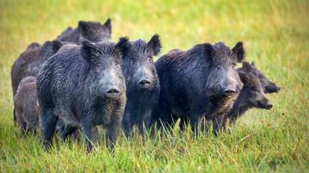Invasión de jabalíes. Foto X @EntreRiosAhora_