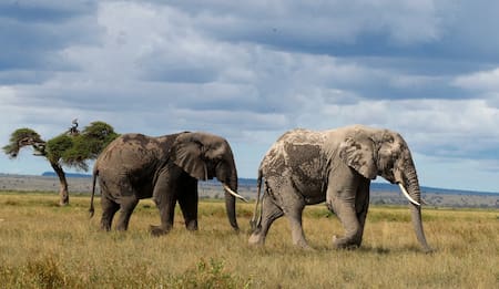 Elefantes africanos. Foto: Reuters.