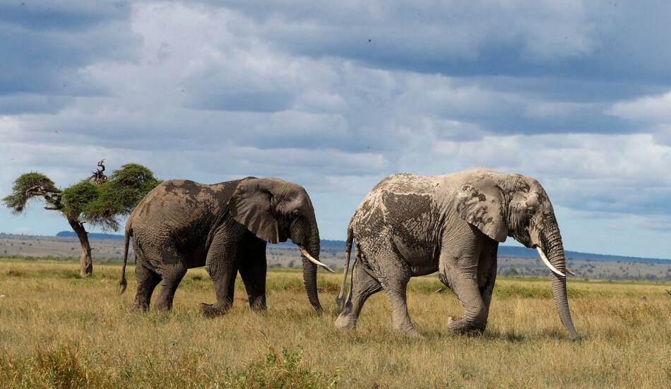 Elefantes africanos. Foto: Reuters.