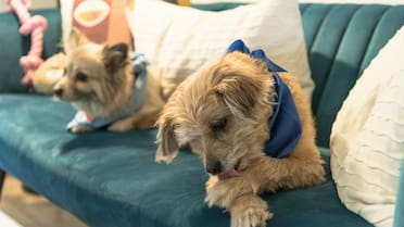 Cómo sacar los pelos de perros y gatos del sillón: 5 trucos para mantener la casa limpia y radiante