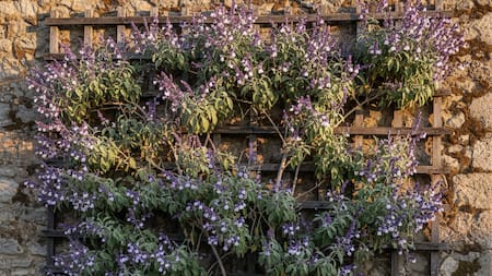 La trepadora que brilla todo el año y llena de color tu jardín: la planta en tendencia que atrae mariposas