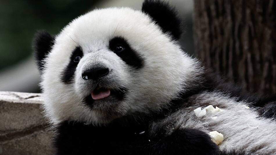 La pareja de pandas Yun Chuan y Xin Bao viaja desde China a un zoológico de Estados Unidos. Foto: Reuters.