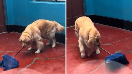 El Golden Retriever que se volvió viral por pasar el trapo en su casa. Foto: captura de video.