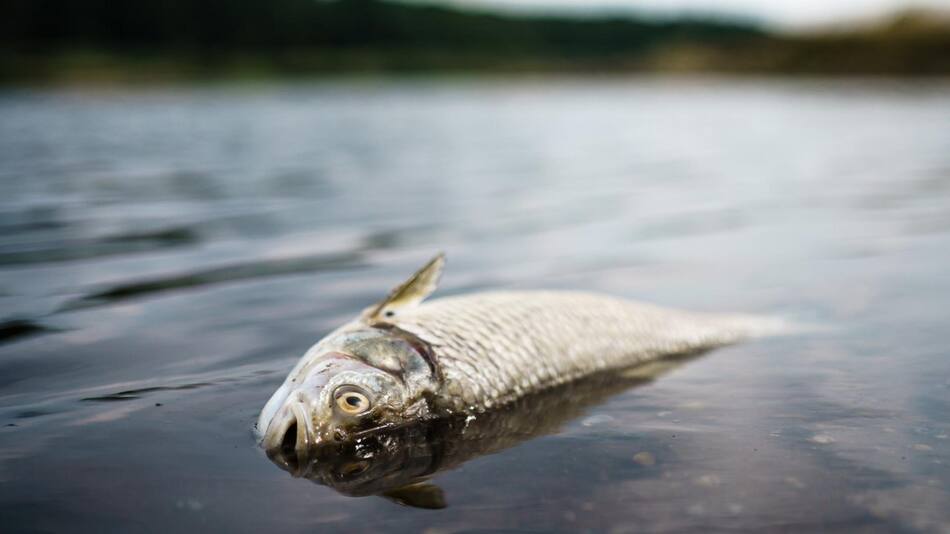 Pez muerto en el río Oder. Foto: EFE.