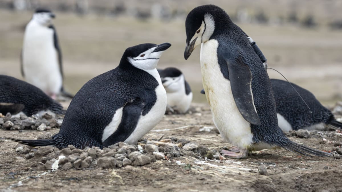 La colonia de pingüinos de la isla Zavodovski sufrió una caída del 63% en su población desde 2011.