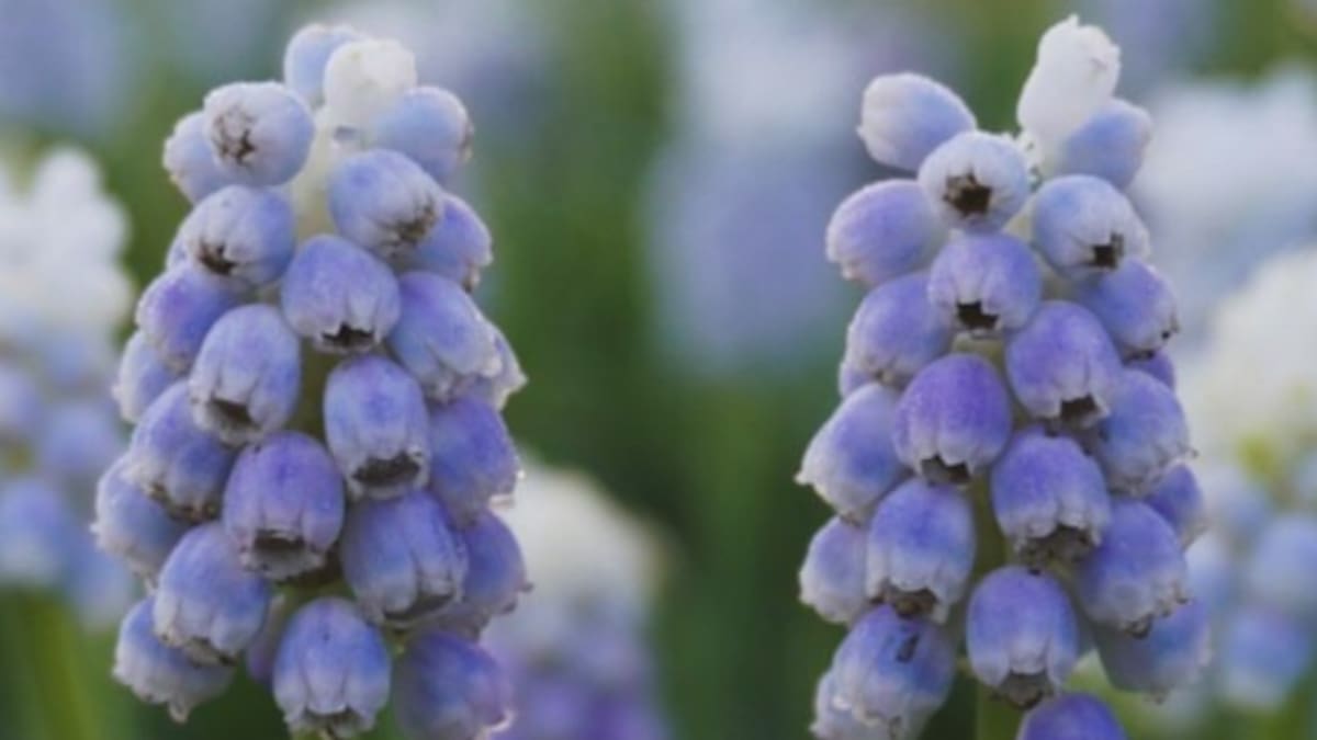 Las flores azules favoritas de la primavera: la guía rápida y definitiva para plantar y cuidar las plantas de muscari