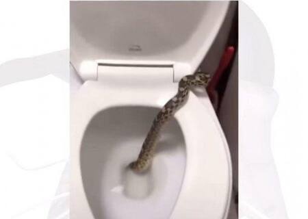 Inodoro y culebra