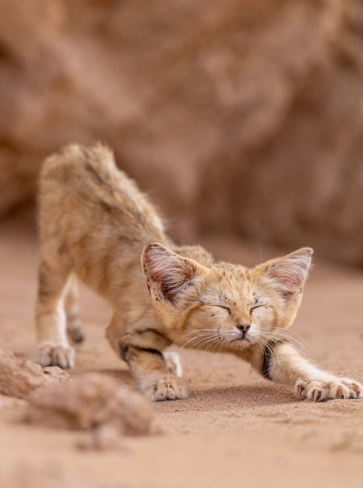 Gato de las arenas; Marruecos.