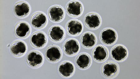 Por primera vez en Japón, científicos crean cerdos para trasplantes a seres humanos