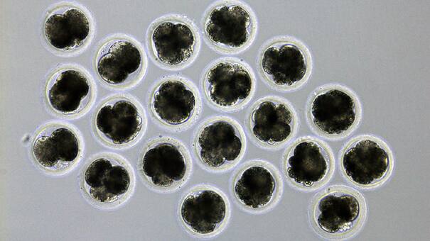 Por primera vez en Japón, científicos crean cerdos para trasplantes a seres humanos