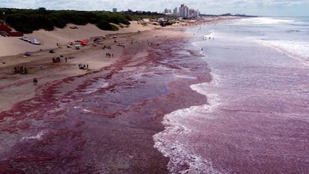 Alerta por algas rojas en Necochea, Mar del Plata y otras playas de la Costa Atlántica: ¿por qué son de ese color y qué causa su aparición?